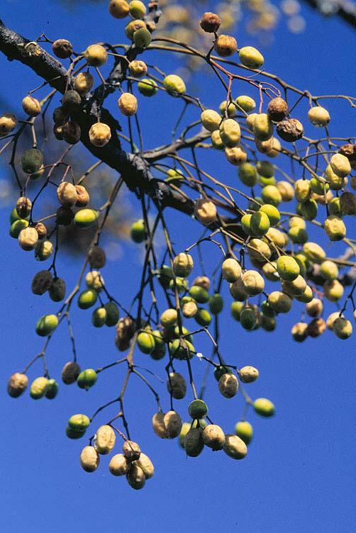 Chinaberry Tree