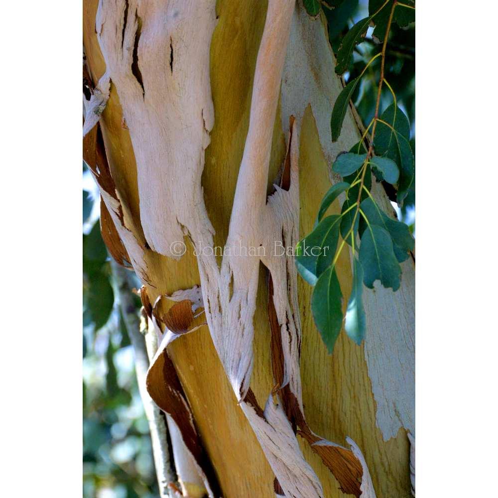 Eucalyptus