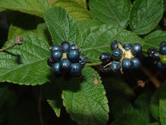 Lantana