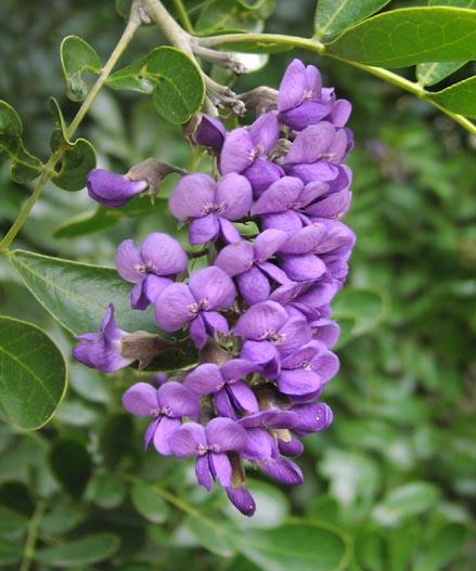 Texas Mountain Laurel