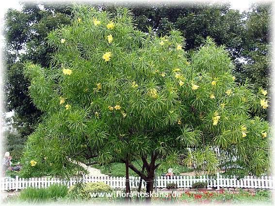 Yellow Oleander